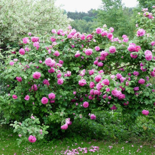 Rosier grimpant ancien - Mme Isaac Péreire - ©Roses Guillot®
