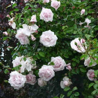Rosier liane ancien - New Dawn - ©Roses Guillot®