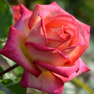 Hybrides de Thé Guillot® - Pascal Légitimus - ©Roses Guillot®