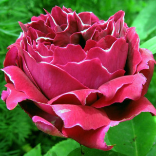 Rosier ancien -  Baron Girod de l'Ain - ©Roses Guillot®