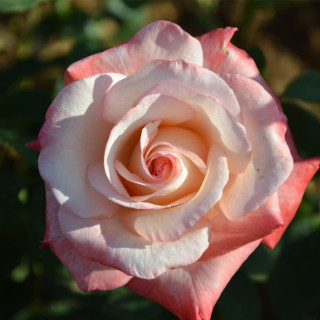 Rosier Hybrides de Thé Guillot® - Gemini® - ©Roses Guillot®
