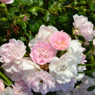 Terre des Roses® - Yves Duteil - ©Roses Guillot®
