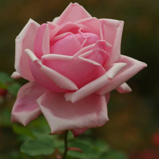 Rosier ancien Guillot® - La France - ©Roses Guillot®