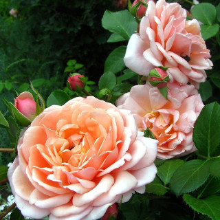 Rosier Guillot® Générosa® - Elizabeth Stuart® - ©Roses Guillot®
