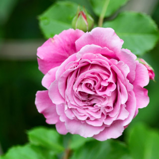 Rosier générosa Agnès Schilliger ® 