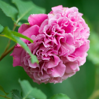Rosier générosa Agnès Schilliger ® 