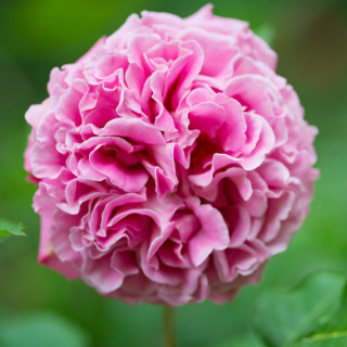 Rosier générosa Agnès Schilliger ® 
