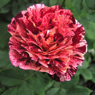 Rosier Terre des Roses® Guillot® - Belle d'Espinouse®