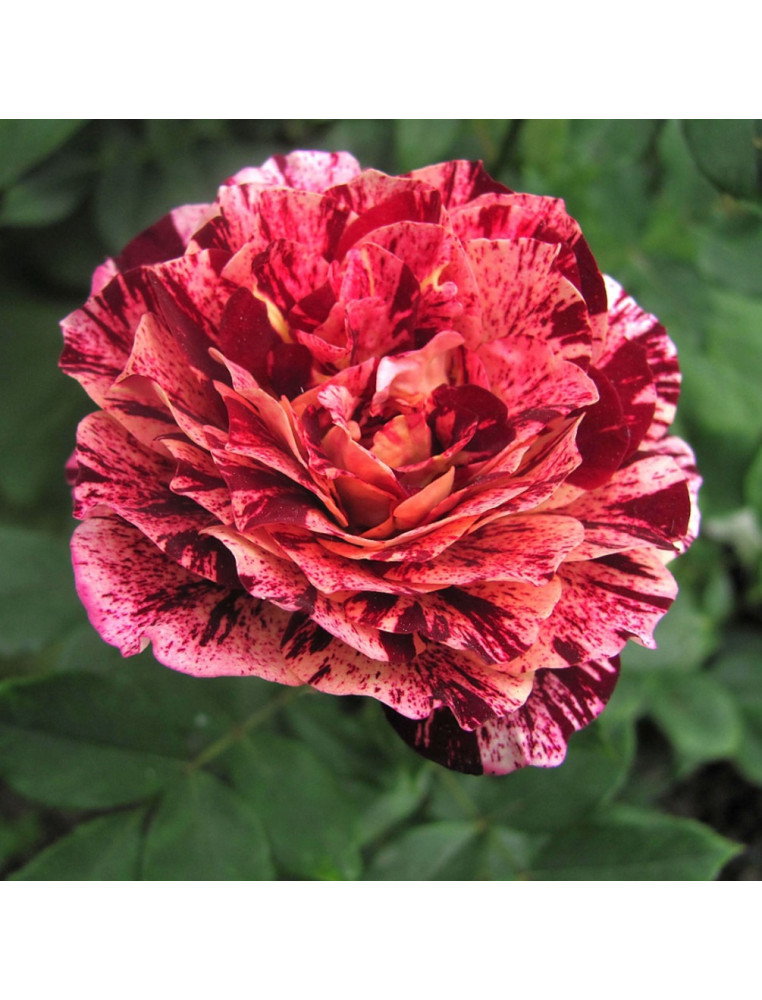 Rosier Terre des Roses® Guillot® - Belle d'Espinouse®