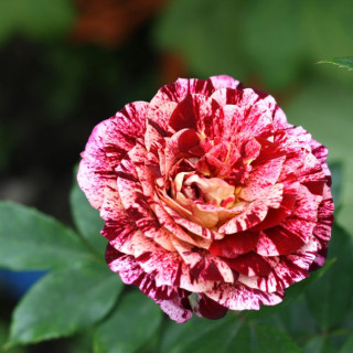 Rosier Terre des Roses® Guillot® - Belle d'Espinouse®