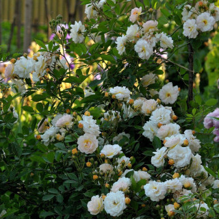 Rosier grimpant ancien - Ghislaine de Féligonde - ©Roses Guillot®