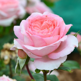 Anne-Sophie Pic®