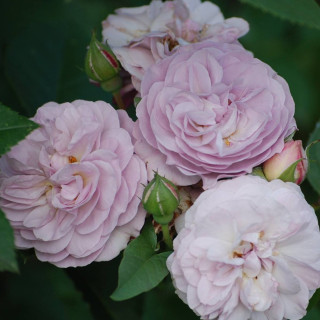 Rosier Guillot® Générosa® - Florence Delattre -©Roses Guillot®