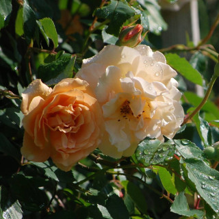 Rosier Ancien - Buff Beauty - ©Roses Guillot®