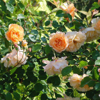 Rosier Ancien - Buff Beauty - ©Roses Guillot®