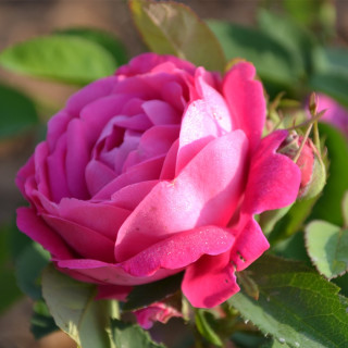 Rosier ancien Antoine Ducher
