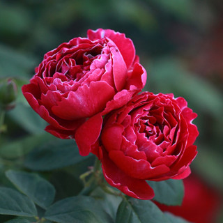 Rosier ancien -  Baron Girod de l'Ain - ©Roses Guillot®