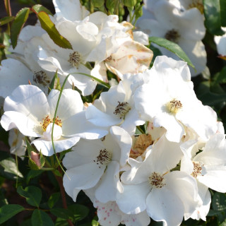 Rosier ancien - Sally Holmes - ©Roses Guillot®