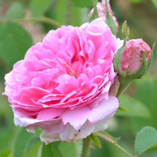 Rosier Ancien - Comte de Chambord