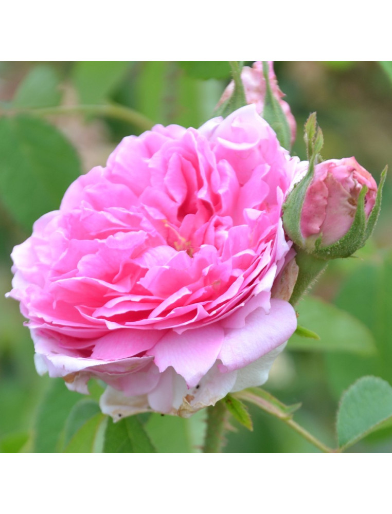 Rosier Ancien - Comte de Chambord