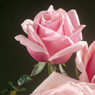 Rosier ancien Guillot® - La France - ©Roses Guillot®