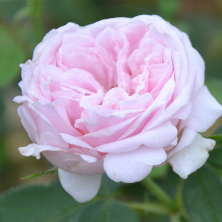 Rosier ancien Guillot® - Comtesse de Barbentane