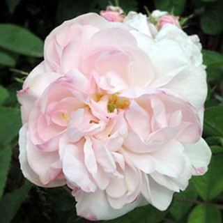 Rosier Ancien - Mousseline - ©Roses Guillot®