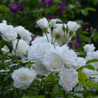 Rosier Fleurs groupées - Fée des neiges (Iceberg)