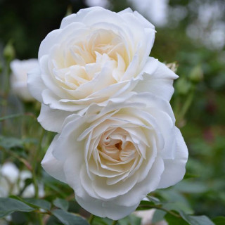 Rosier Fleurs groupées - Fée des neiges (Iceberg)