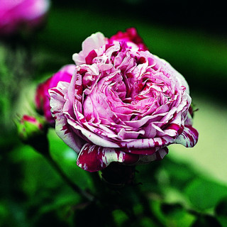 Rosier ancien - Variegata di Bologna - ©Roses Guillot®