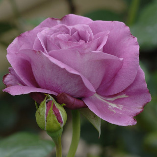 Rose Bossuet, Aigle de Meaux®
