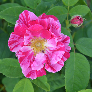 Rosier ancien - Ferdinand Pichard
