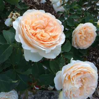 Rosier Générosa® - Odile Masquelier - ©Roses Guillot®
