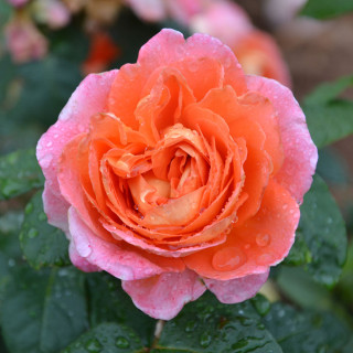 Rosier Générosa® - Notre Dame du Rosaire - ©Roses Guillot®