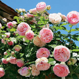 Rosier grimpant - Pierre de Ronsard®