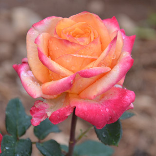 Hybrides de Thé Guillot® - Pascal Légitimus - ©Roses Guillot®