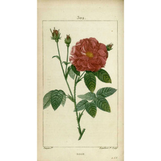 Rose de Provins -  Rosa Gallica Officinalis - ©Roses Guillot® 