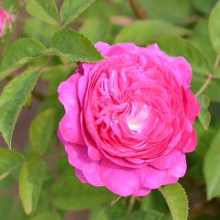 Rosier ancien - Rose des peintres