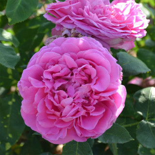 Rosier ancien - Paul Neyron