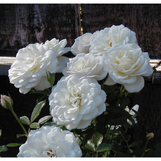 Rosier Terre des Roses® - Fabulous!® - ©Roses Guillot®