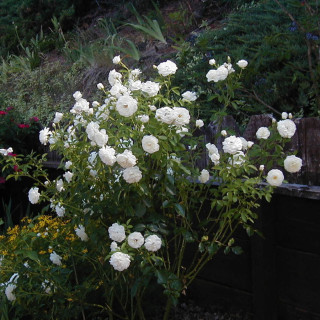 Rosier Terre des Roses® - Fabulous!® - ©Roses Guillot®