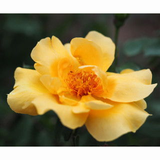 Terre des Roses® - Mikado® - ©Roses Guillot®