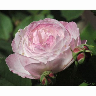 Rosier ancien - Mme Pierre Oger - ©Roses Guillot®