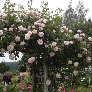 Rosier liane ancien - New Dawn - ©Roses Guillot®