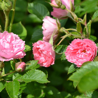 Rosier ancien - Pink Grootendorst - ©Roses Guillot®