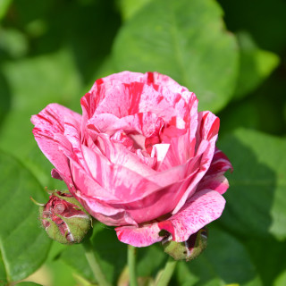 Rosier ancien - Ferdinand Pichard