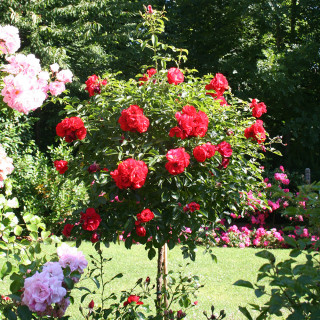 Rosier Kadora® Tige rouge