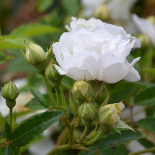 Rosier ancien - Yvonne Rabier - ©Roses Guillot®
