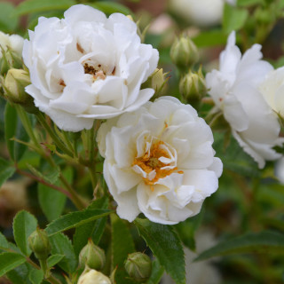 Rosier ancien - Yvonne Rabier - ©Roses Guillot®