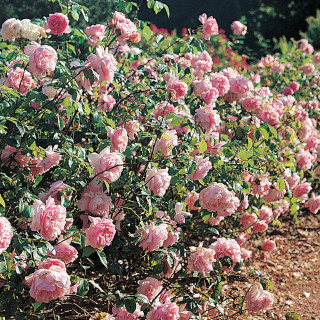 Rosier Générosa® - Sonia Rykiel -©Roses Guillot®